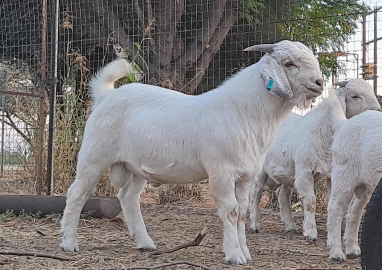 RammetLam